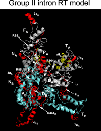 TGIRT™-III Enzyme